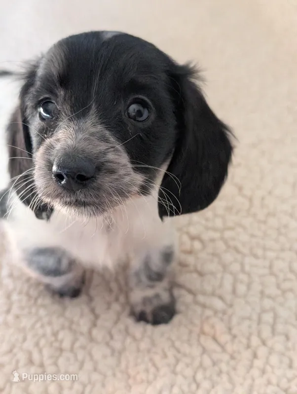 Gracie – Miniature Dachshund puppy on hold in Rural Retreat, VA