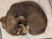 Cocoa Puff, a female Miniature Dachshund for sale in Rural Retreat, VA – Photo 3 of 4