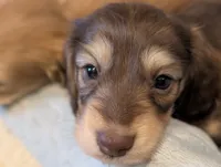 Cocoa Puff, a female Miniature Dachshund for sale in Rural Retreat, VA – Photo 4 of 4