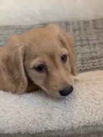Cannoli, a female Miniature Dachshund for sale in Rural Retreat, VA – 2 of 8