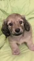Jiff, a male Miniature Dachshund for sale in Rural Retreat, VA – 6 of 10