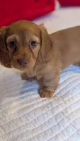 Sunkist, a female Miniature Dachshund for sale in Rural Retreat, VA – 5 of 7