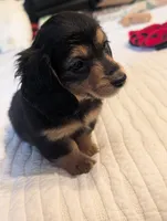 Snuggles , a male Miniature Dachshund for sale in Rural Retreat, VA – 4 of 8