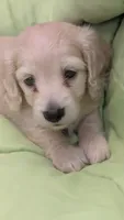 Creamy, a male Miniature Dachshund for sale in Rural Retreat, VA – 4 of 9