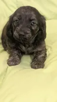Ferraro, a male Miniature Dachshund for sale in Rural Retreat, VA – 4 of 7