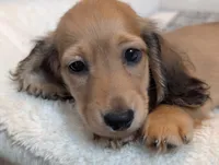 Gelato, a male Miniature Dachshund for sale in Rural Retreat, VA – 6 of 9