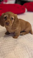 Sunkist, a female Miniature Dachshund for sale in Rural Retreat, VA – 2 of 7