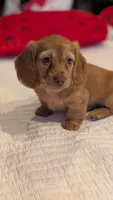 Sunkist, a female Miniature Dachshund for sale in Rural Retreat, VA – 4 of 7