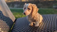 Pumpkin spice latte , a male Miniature Dachshund for sale in Rural Retreat, VA – 5 of 9