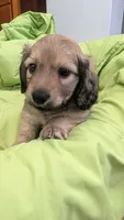 Jiff, a male Miniature Dachshund for sale in Rural Retreat, VA – 2 of 10