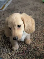 Tweety Bird, a female Miniature Dachshund for sale in Rural Retreat, VA – 2 of 7