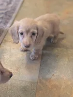 Chocolate base cream, a female Miniature Dachshund for sale in Rural Retreat, VA – 7 of 7
