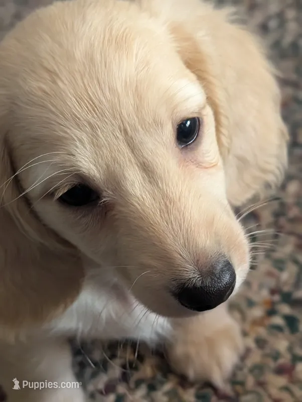 Tweety Bird – Miniature Dachshund puppy for sale in Rural Retreat, VA