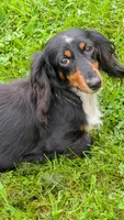 Daphne the Dachshund, a female Miniature Dachshund for sale in Rural Retreat, VA – 3 of 5