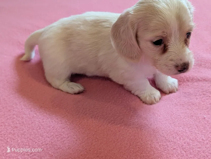 Dapple pie female – Miniature Dachshund puppy for sale in Rural Retreat, VA