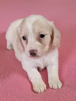 Dapple pie female, a female Miniature Dachshund for sale in Rural Retreat, VA – Photo 2 of 8