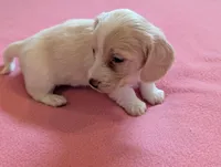 Dapple pie female, a female Miniature Dachshund for sale in Rural Retreat, VA – Photo 5 of 8