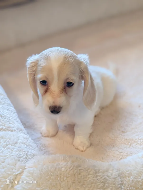 Dapple pie female – Miniature Dachshund puppy for sale in Rural Retreat, VA