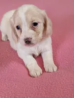 Dapple pie female, a female Miniature Dachshund for sale in Rural Retreat, VA – Photo 4 of 8