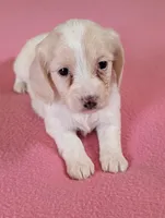 Dapple pie female, a female Miniature Dachshund for sale in Rural Retreat, VA – Photo 8 of 8