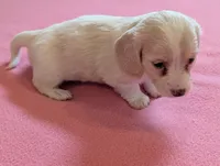 Dapple pie female, a female Miniature Dachshund for sale in Rural Retreat, VA – Photo 6 of 8