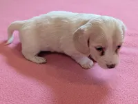 Dapple pie female, a female Miniature Dachshund for sale in Rural Retreat, VA – Photo 3 of 8