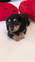 Pinocchio, a male Miniature Dachshund for sale in Rural Retreat, VA – 4 of 7