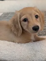 Cannoli, a female Miniature Dachshund for sale in Rural Retreat, VA – 5 of 8