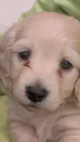Creamy, a male Miniature Dachshund for sale in Rural Retreat, VA – 9 of 9