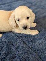 Cream puppy # 2, a male Miniature Dachshund for sale in Rural Retreat, VA – Photo 6 of 7