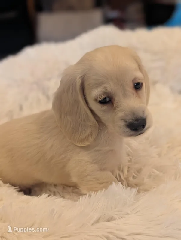 Cream puppy # 2 – Miniature Dachshund puppy for sale in Rural Retreat, VA