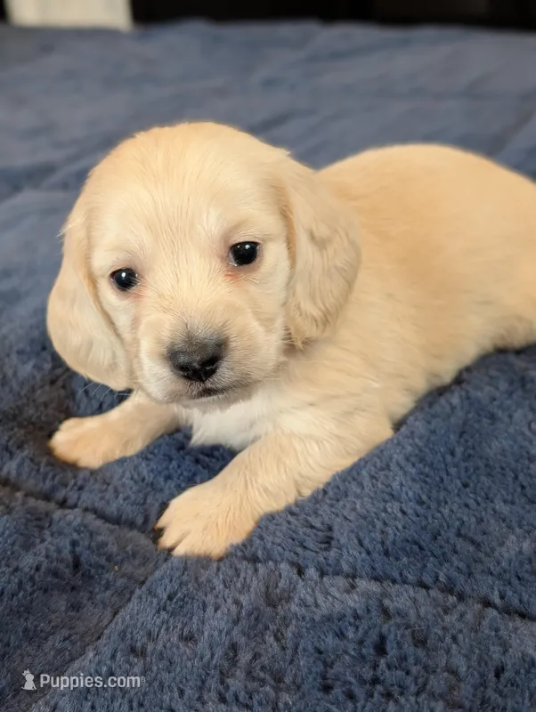 Cream puppy # 2 – Miniature Dachshund puppy for sale in Rural Retreat, VA