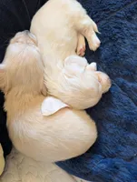 Cream puppy # 2, a male Miniature Dachshund for sale in Rural Retreat, VA – Photo 2 of 7