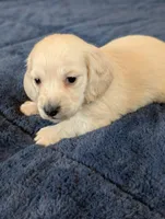 Cream puppy # 2, a male Miniature Dachshund for sale in Rural Retreat, VA – Photo 4 of 7