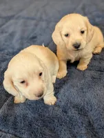 Cream puppy # 2, a male Miniature Dachshund for sale in Rural Retreat, VA – Photo 5 of 7