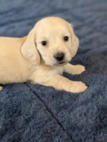 Cream puppy # 2, a male Miniature Dachshund for sale in Rural Retreat, VA – Photo 7 of 7