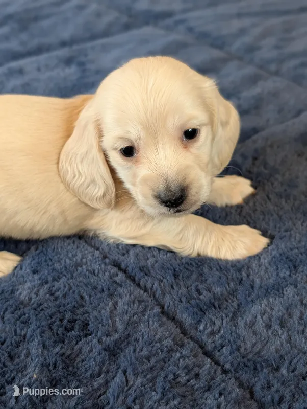 Cream puppy # 2 – Miniature Dachshund puppy for sale in Rural Retreat, VA