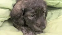 Ferraro, a male Miniature Dachshund for sale in Rural Retreat, VA – 2 of 7