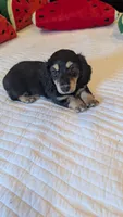Pinocchio, a male Miniature Dachshund for sale in Rural Retreat, VA – 5 of 7
