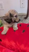 Jiff, a male Miniature Dachshund for sale in Rural Retreat, VA – 3 of 10