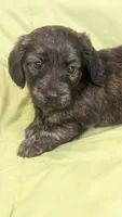 Ferraro, a male Miniature Dachshund for sale in Rural Retreat, VA – 5 of 7