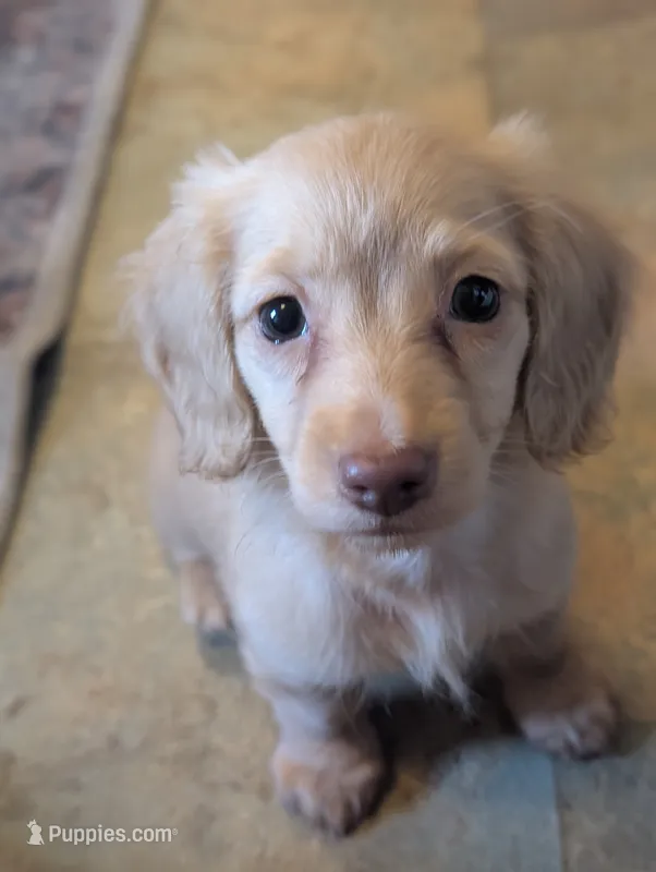 Chocolate base cream – Miniature Dachshund puppy for sale in Rural Retreat, VA