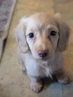 Chocolate base cream, a female Miniature Dachshund for sale in Rural Retreat, VA – 1 of 7