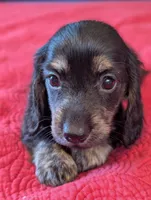 Roxxy, a female Miniature Dachshund for sale in Rural Retreat, VA – Photo 9 of 10