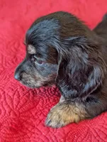 Roxxy, a female Miniature Dachshund for sale in Rural Retreat, VA – Photo 10 of 10