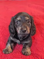 Roxxy, a female Miniature Dachshund for sale in Rural Retreat, VA – Photo 4 of 10