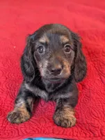 Roxxy, a female Miniature Dachshund for sale in Rural Retreat, VA – Photo 6 of 10