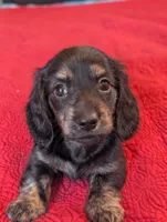 Roxxy, a female Miniature Dachshund for sale in Rural Retreat, VA – Photo 3 of 10