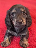 Roxxy, a female Miniature Dachshund for sale in Rural Retreat, VA – Photo 8 of 10