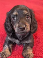 Roxxy, a female Miniature Dachshund for sale in Rural Retreat, VA – Photo 5 of 10